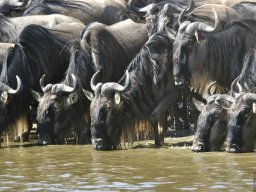 Seronera_and_Lobo2003-024